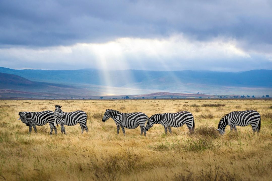 Des zèbres dans un paysage de savane