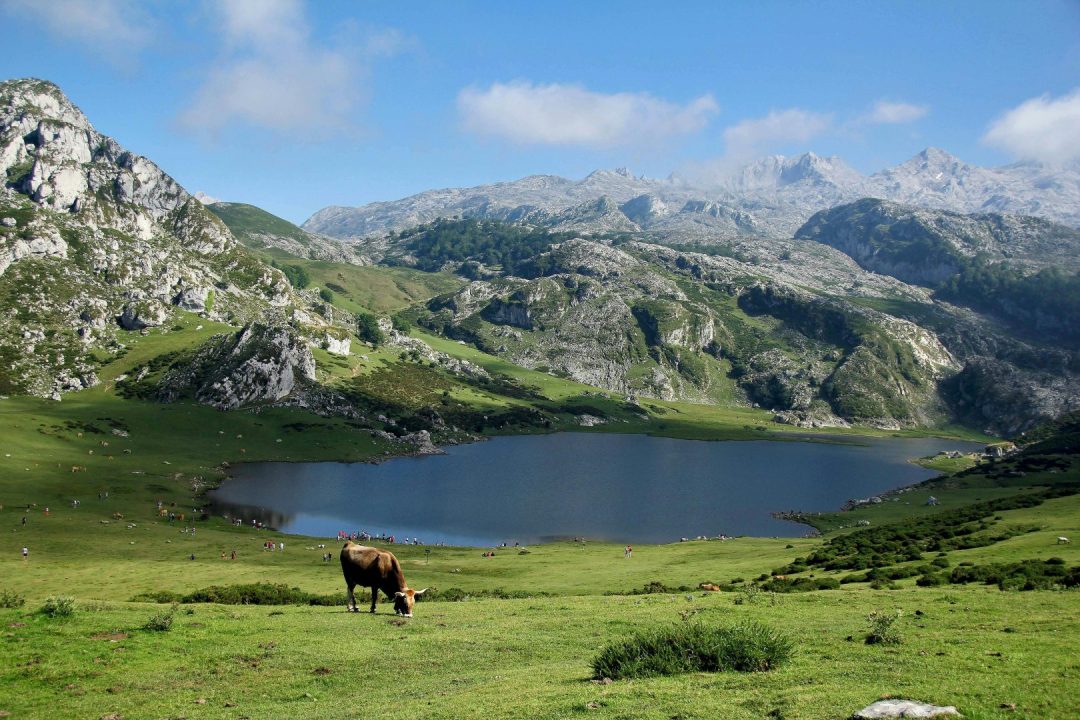 A picturesque landscape featuring a tranquil lake, mountains, and grazing cow in rural Europe.